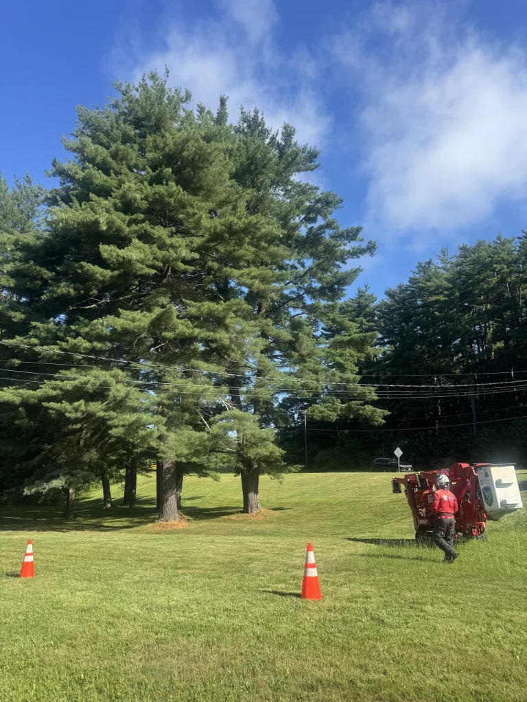 work at avon ct tree services jps