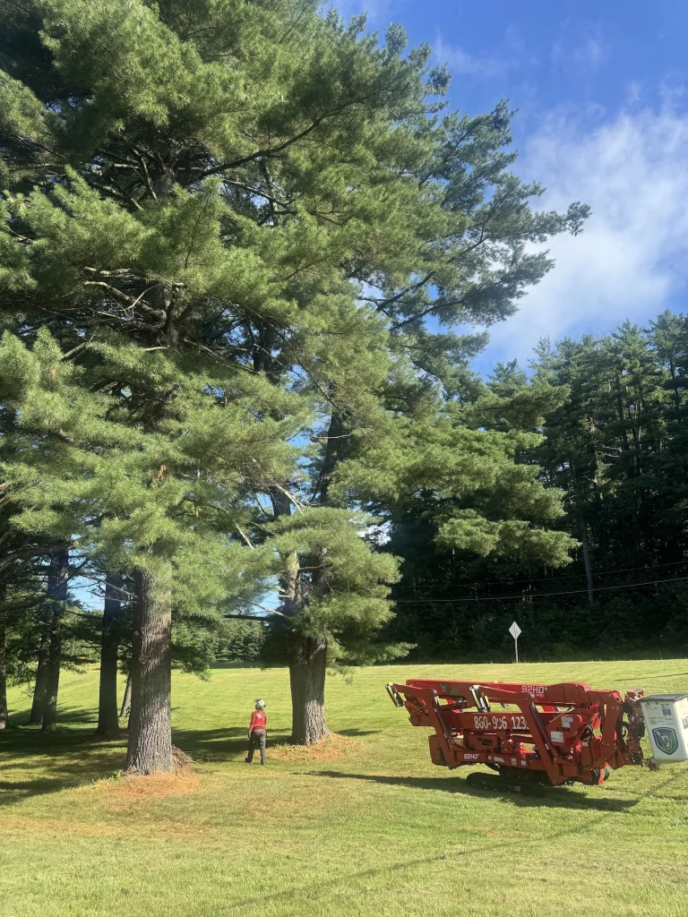 work at avon ct tree services jps