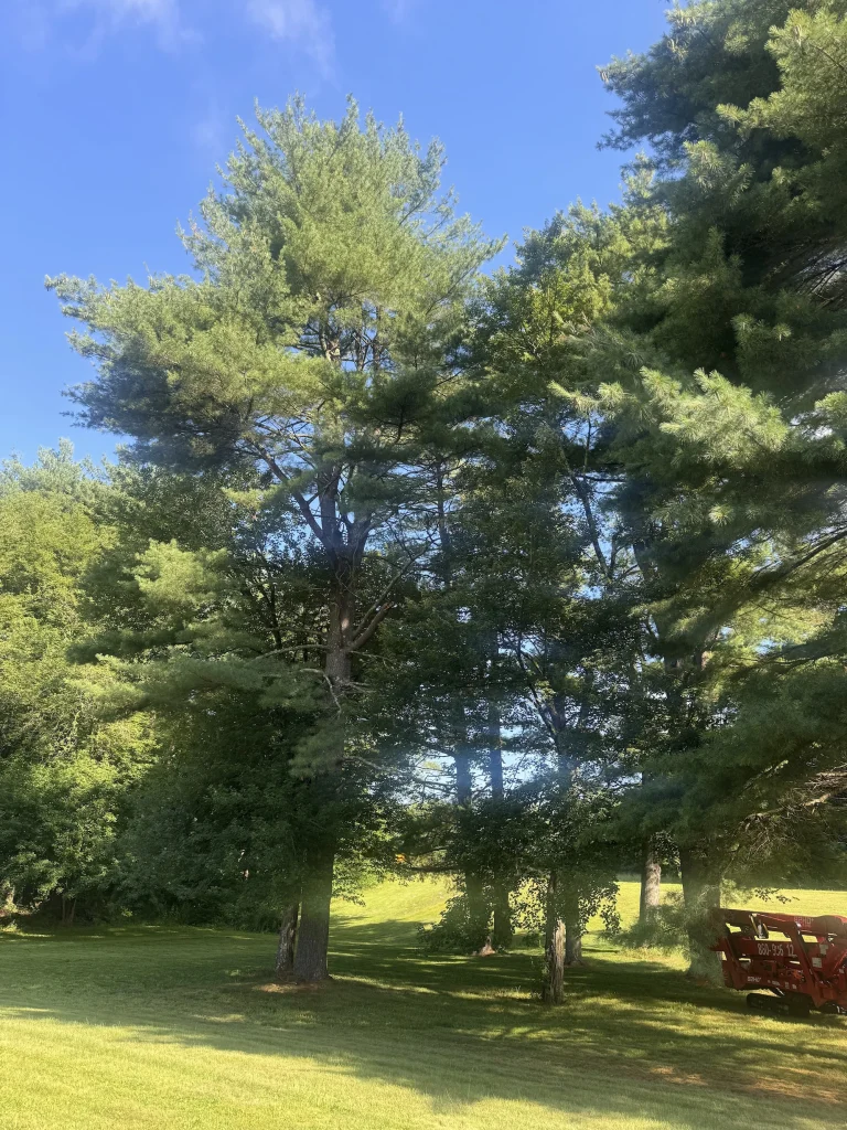 work at avon ct tree services jps