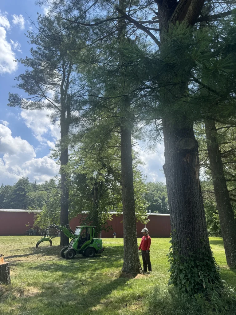 work at avon ct tree services jps